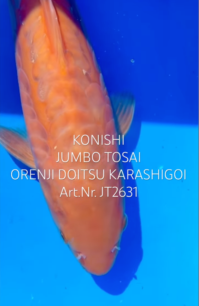 Orenji Doitsu Karashigoi, FM, Tosai, 33cm, Art.Nr. JT2631