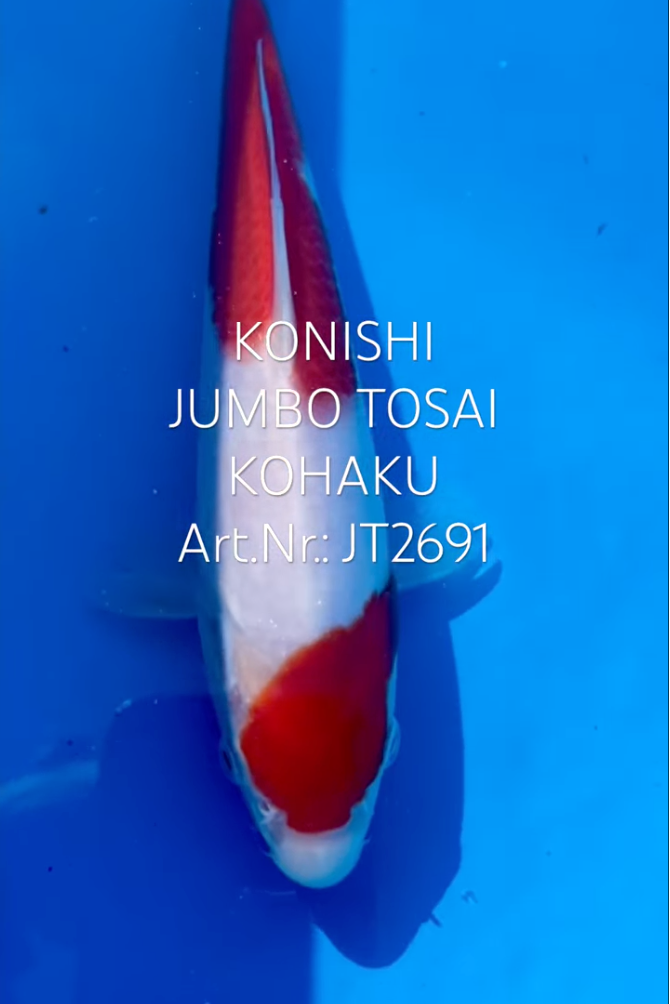 Kohaku, FM, Tosai, 25cm, Art.Nr. JT2691