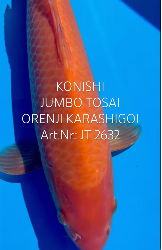 Orenji Karashigoi, F, Tosai, 32cm, Art.Nr. JT2632