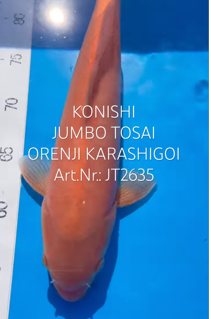 Orenji Karashigoi, F, Tosai, 36cm, Art.Nr. JT2635