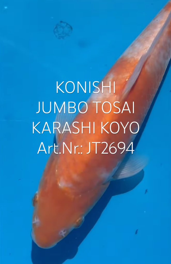 Karashi Koyo, FM, Tosai, 29cm, Art.Nr. JT2694