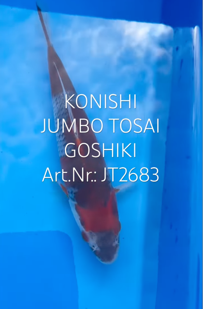 Goshiki, FM, Tosai, 23cm, Art.Nr. JT2683