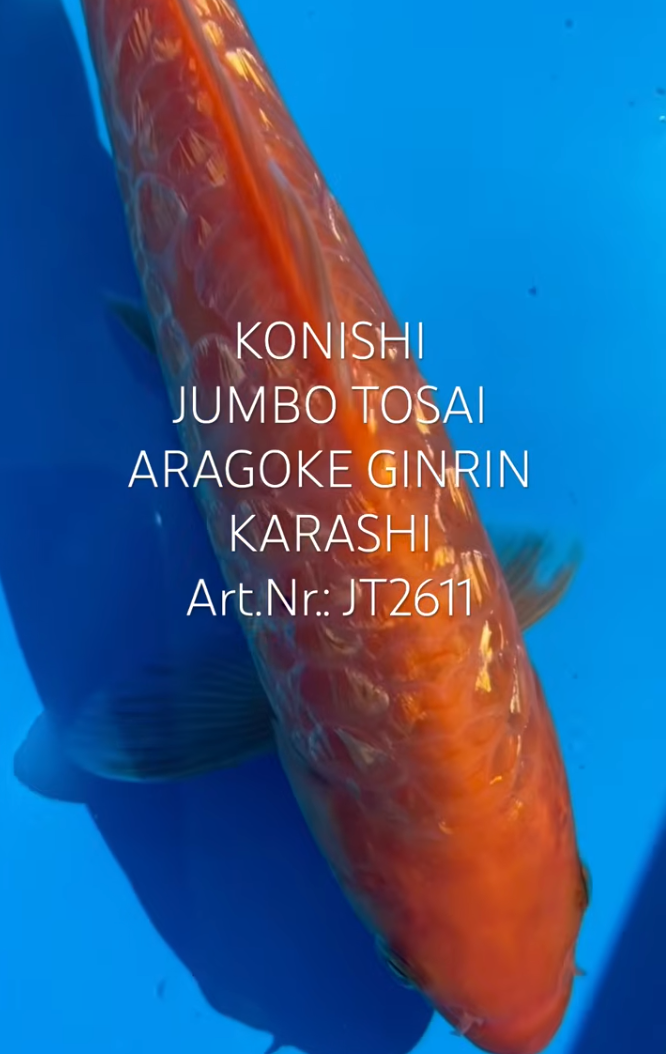 Aragoke GinRin Karashi, FM, Tosai, 26cm, Art.Nr. JT2611