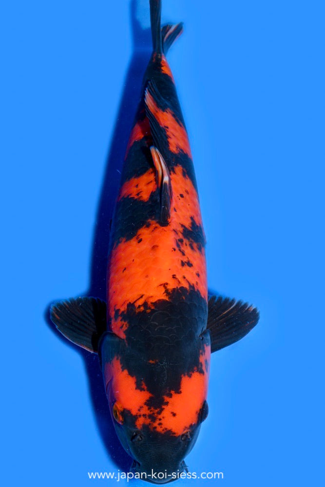 Hi Utsuri, Female, 48cm, Nisai, Art.-Nr. 0626 - NP = € 790,00