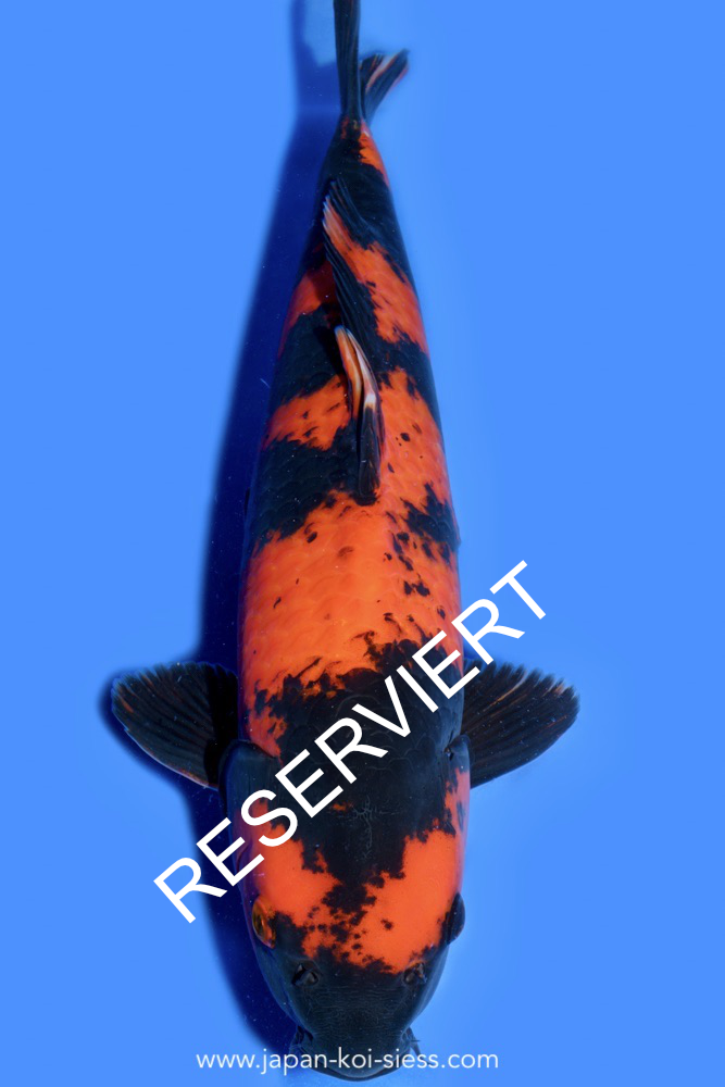 Hi Utsuri, Female, 48cm, Nisai, Art.-Nr. 0626 - NP = RESERVIERT