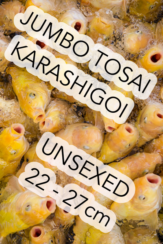 JT Karashigoi, unsexed, 22 - 27cm, Mikrochip, Art.-Nr. JTTOKA-FM-27 / NP= €0,00
