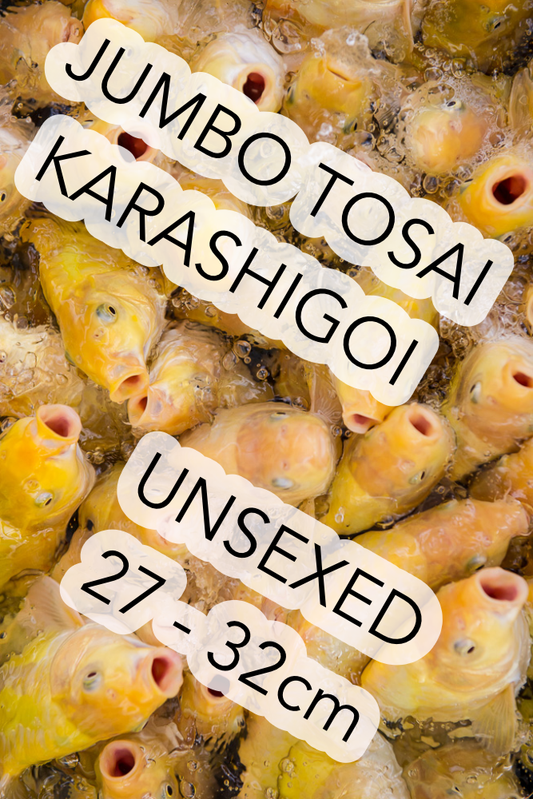 JT Karashigoi, unsexed, 27 - 32cm, Mikrochip, Art.-Nr. JTTOKA-FM-32 / NP= €358,00