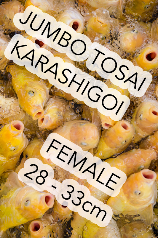 JT Karashigoi, Female, 28 - 33cm, Mikrochip, Art.-Nr. JTTOKA-F-33 / NP= €458,00