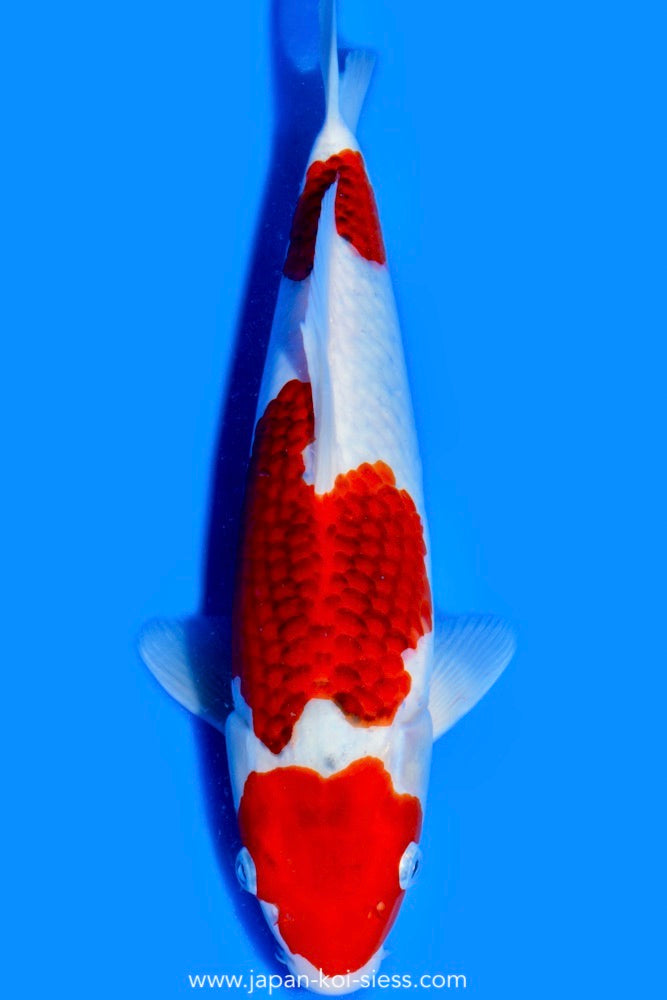 Karashi Ai Goromo, Male, 40cm, Nisai, Art.-Nr. 0770 - NP= € 730,00