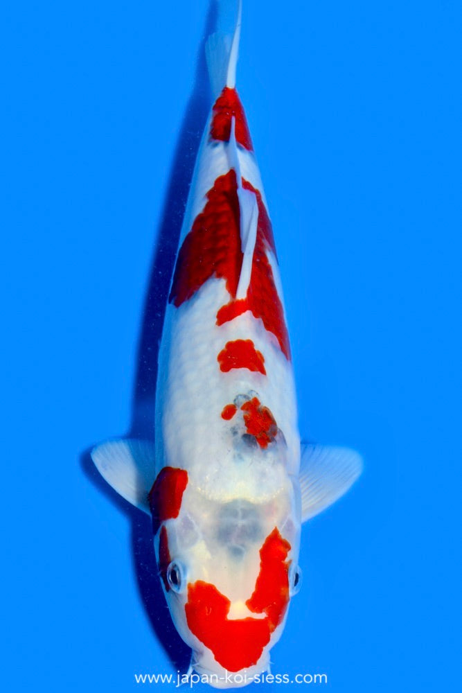 Karashi Ai Goromo, Male, 40cm, Nisai, Art.-Nr. 0687 - NP= € 690,00