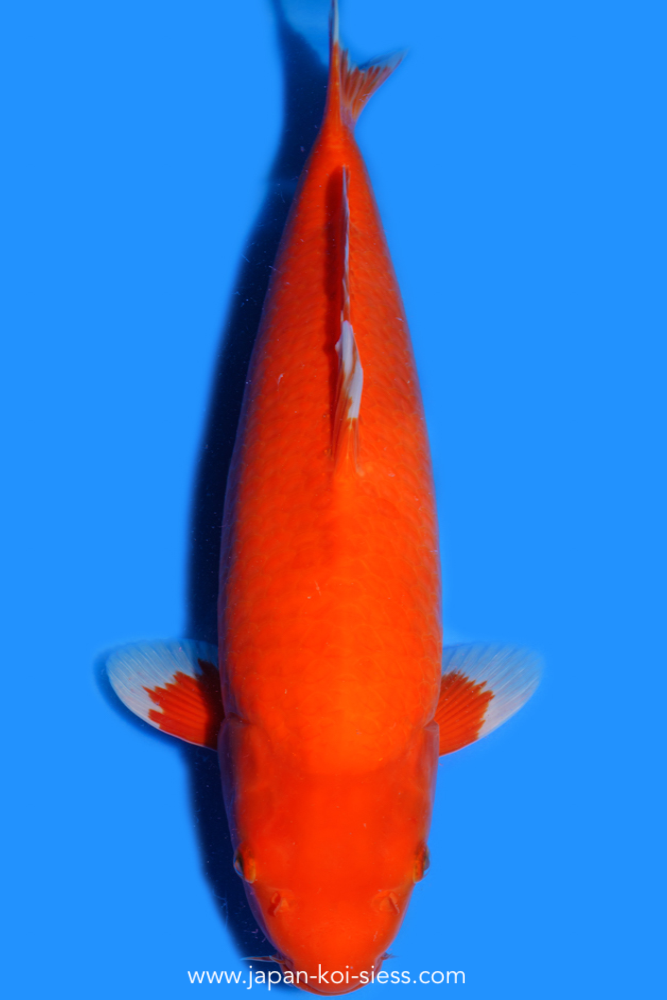 Karashi Benigoi, Male, 50cm, Nisai, Art.-Nr. 0799 - NP = 770,00