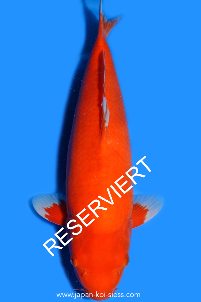 Karashi Benigoi, Male, 50cm, Nisai, Art.-Nr. 0799 - NP = RESERVIERT