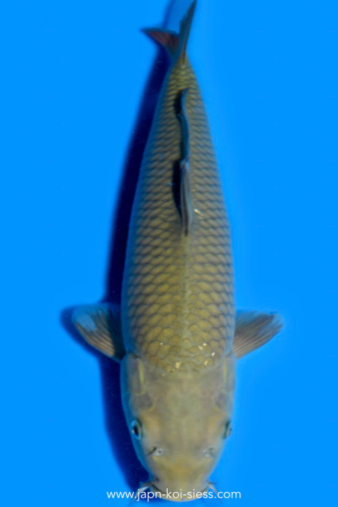 Karashi Chagoi, Female, 45cm, Nisai, Art.-Nr. 0787 NP= € 730,00