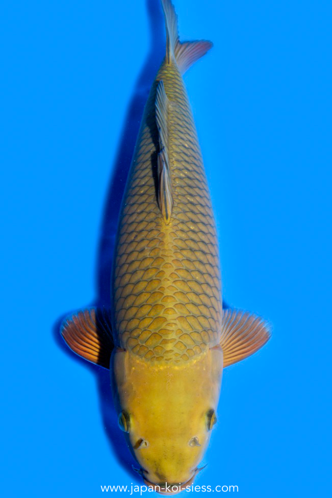 Karashi Chagoi, Male, 52cm, Nisai, Art.-Nr. 0543 NP= € 730,00