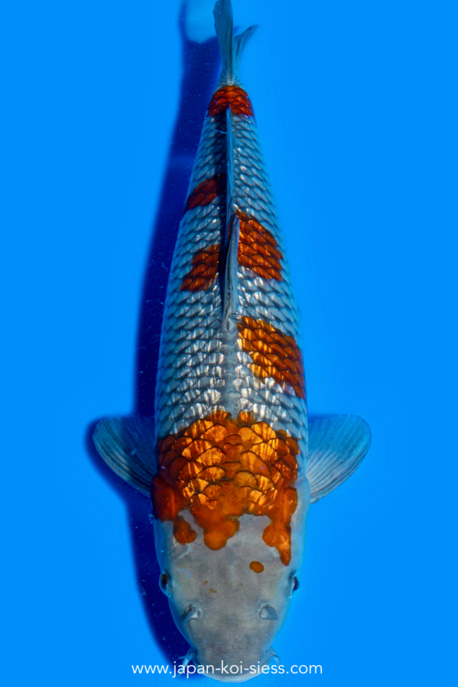 Karashi GinRin Ochiba, Female, 43cm, Nisai, Art.-Nr. 0845 - NP = 780,00