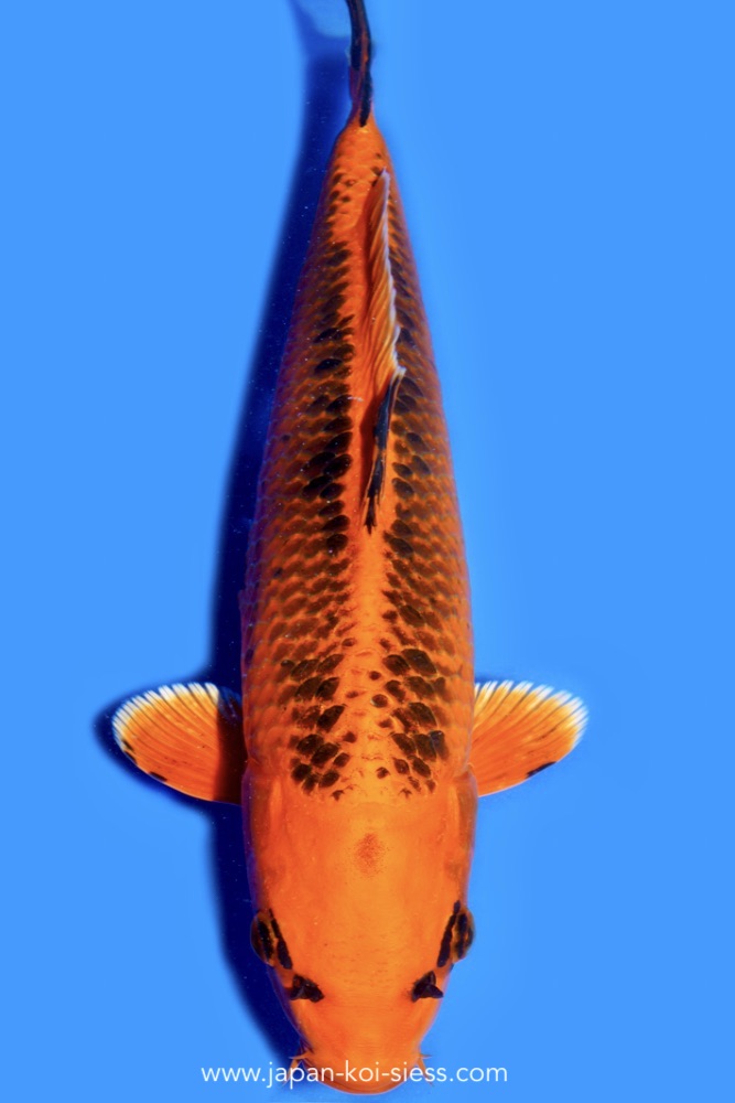 Karashi Kin Matsuba, Female, 44cm, Nisai, Art.-Nr. 0556 - NP = € 750,00