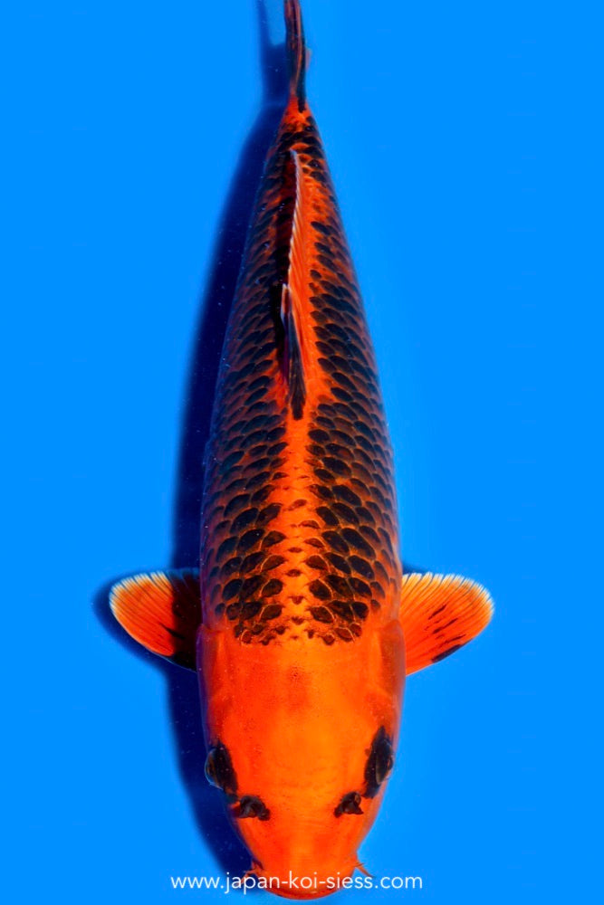 Karashi Kin Matsuba, Female, 52cm, Nisai, Art.-Nr. 0724 - NP = € 790,00