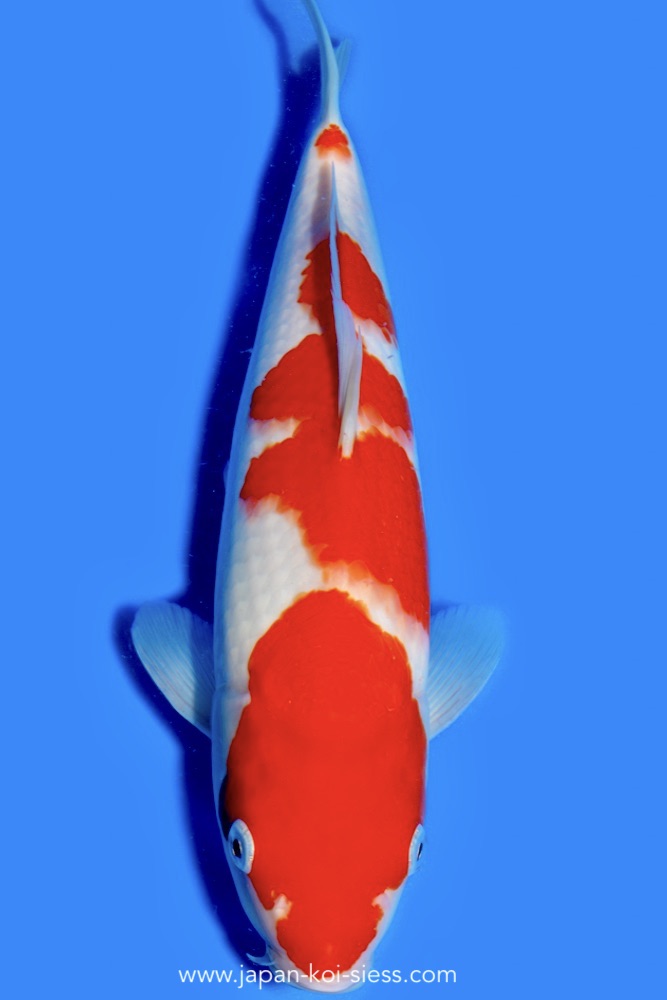 Karashi Kohaku, Female, 44cm, Nisai, Art.-Nr. 0742 - NP = € 760,00