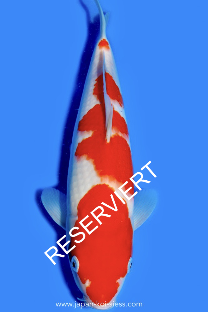 Karashi Kohaku, Female, 44cm, Nisai, Art.-Nr. 0742 - NP = RESERVIERT
