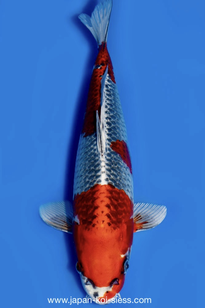 Karashi Kujaku, Female, 48cm, Sansai, item no. 7981 – JAPAN KOI SIESS