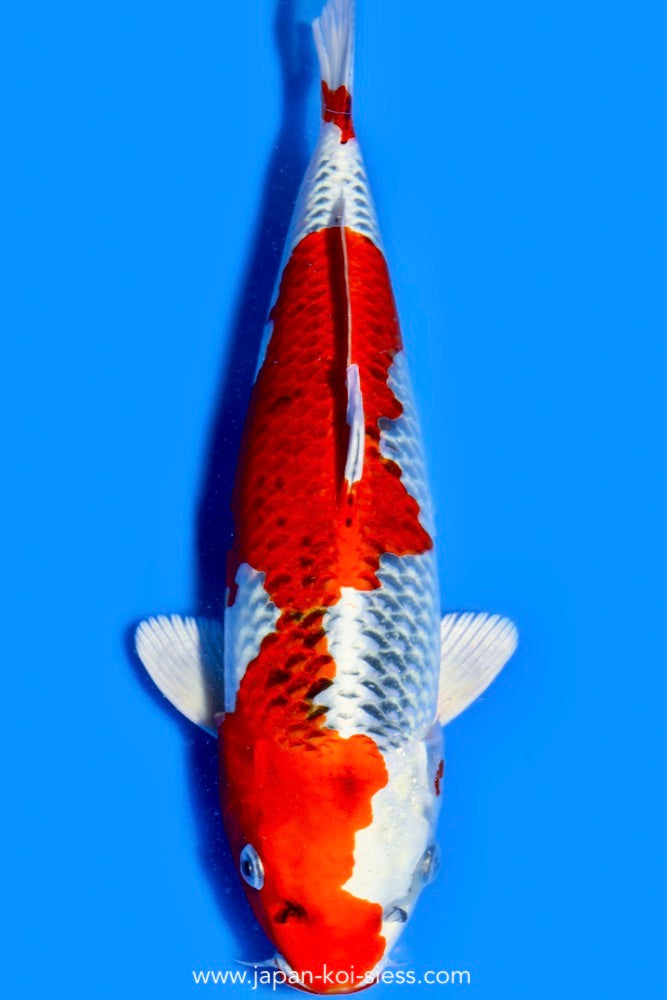 Karashi Kujaku, Male, 44cm, Nisai, Art.-Nr. 0736 - NP = 690,00