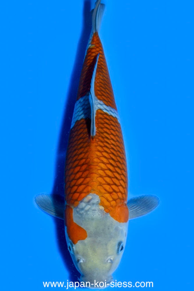 Karashi Ochiba Shigure, Male, 46cm, Nisai, Art.-Nr. 0567 - NP = € 760,00