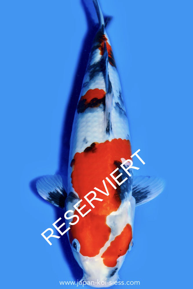 Karashi Showa, Female, 43cm, Nisai, Art.-Nr. 0566 - NP = RESERVIERT