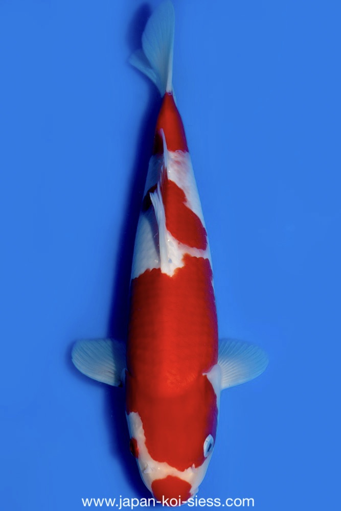 Kohaku, Female, 50cm, Sansai, Art.-Nr. 8180