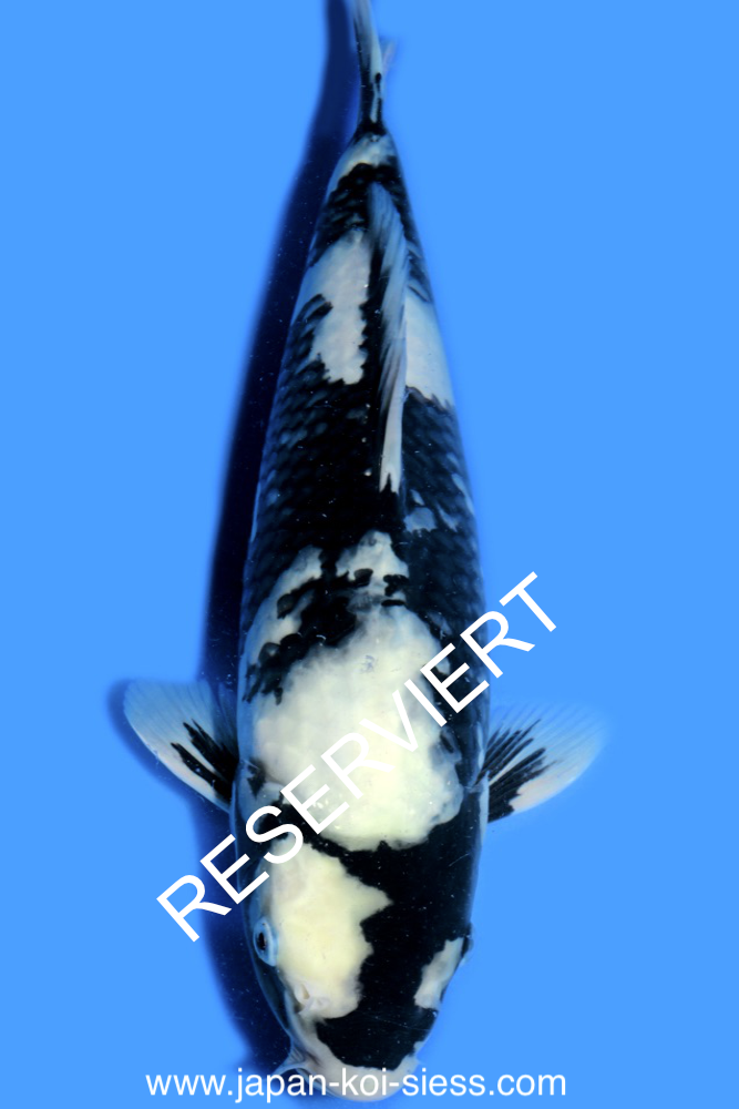 Shiro Utsuri, Male, 41cm, Nisai, Art.-Nr. 0753 - NP= RESERVIERT