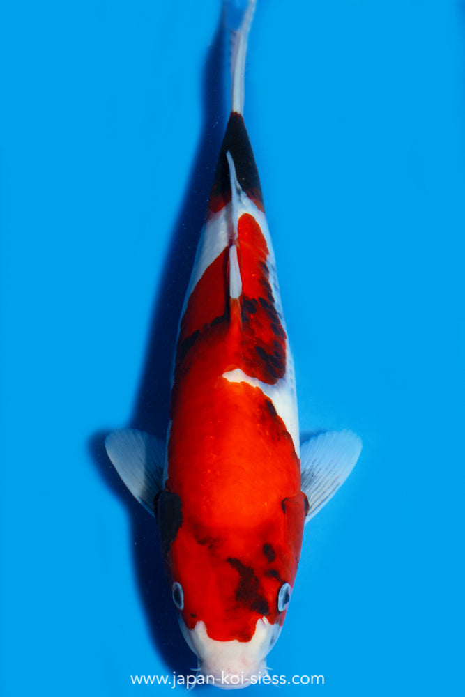 Showa, Female, 40cm, Nisai, Art.-Nr. 8015 - NP = € 730,00