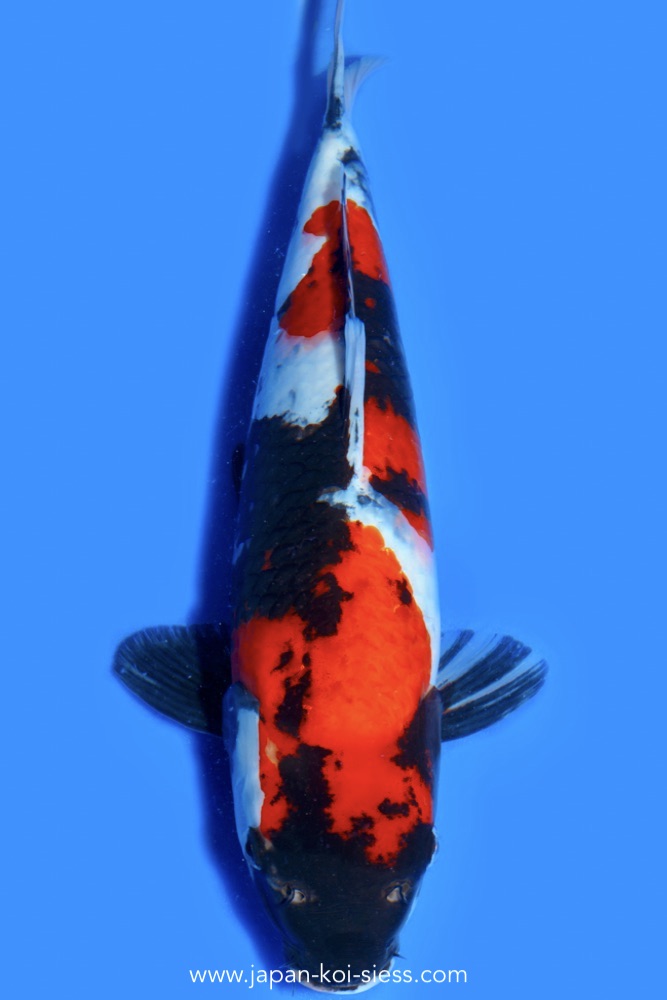 Showa, Female, 46cm, Nisai, Art.-Nr. 0592 - NP = € 790,00