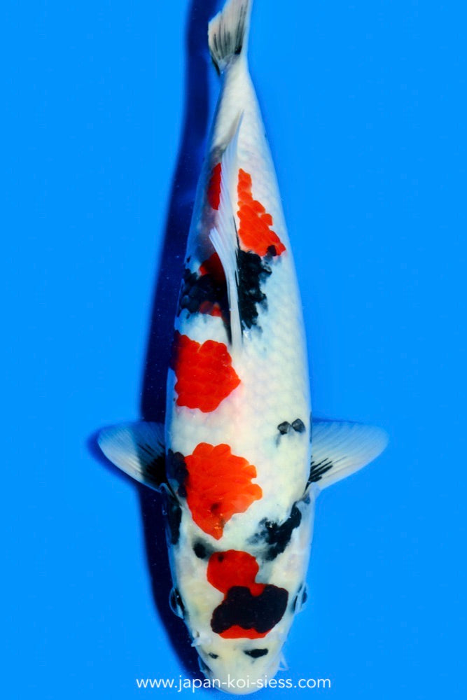 Showa, Male, 42cm, Nisai, Art.-Nr. 0619 - NP = € 720,00