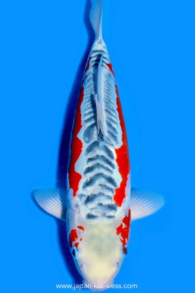 Shusui, Female, 52cm, Nisai, Art.-Nr. 0731 - NP = € 790,00