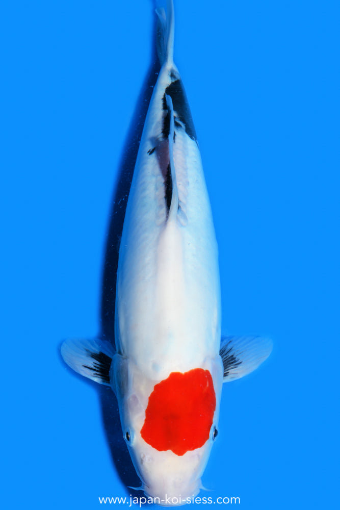 Tancho Showa, Female, 44cm, Nisai, Art.-Nr. 0791 - NP = € 750,00