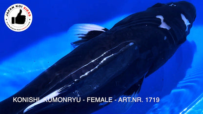 Kumonryu, Female, 53cm, Yonsai, Art.-Nr. 1719 - NP = € 790,00