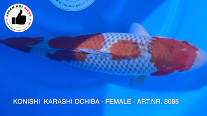Karashi Ochiba, Female, 48cm, Sansai, Art.-Nr. 8085 - NP =  730,00