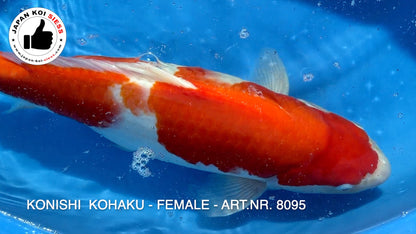 Kohaku, Female, 48cm, Sansai, Art.-Nr. 8095 - NP = € 730,00