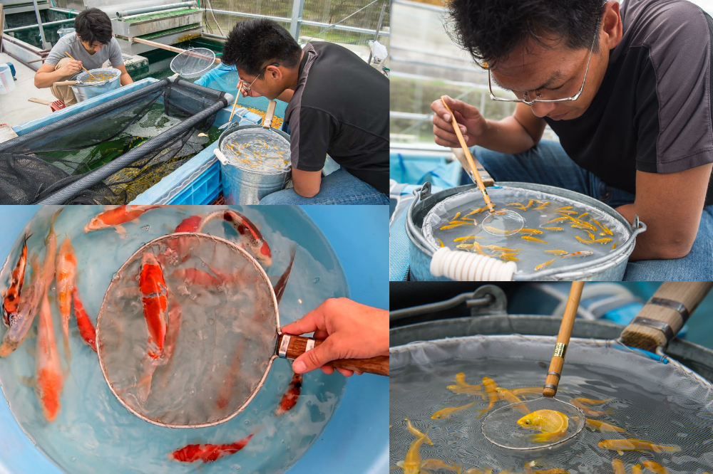 RETE DI SELEZIONE - RETE DI SEPARAZIONE originale del Giappone