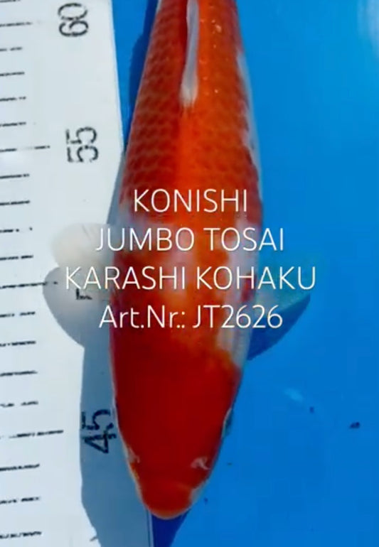 Karashi Kohaku, FM, Tosai, 28cm, Art.Nr. JT2626