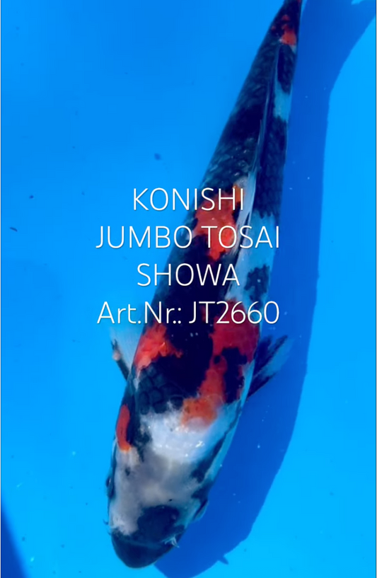 Showa, FM, Tosai, 23cm, Art.Nr. JT2660