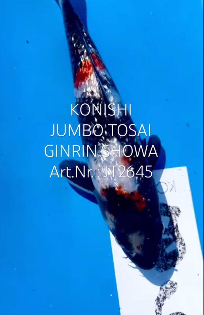 Gin Rin Showa, FM, Tosai, 24cm, Art.Nr. JT2645