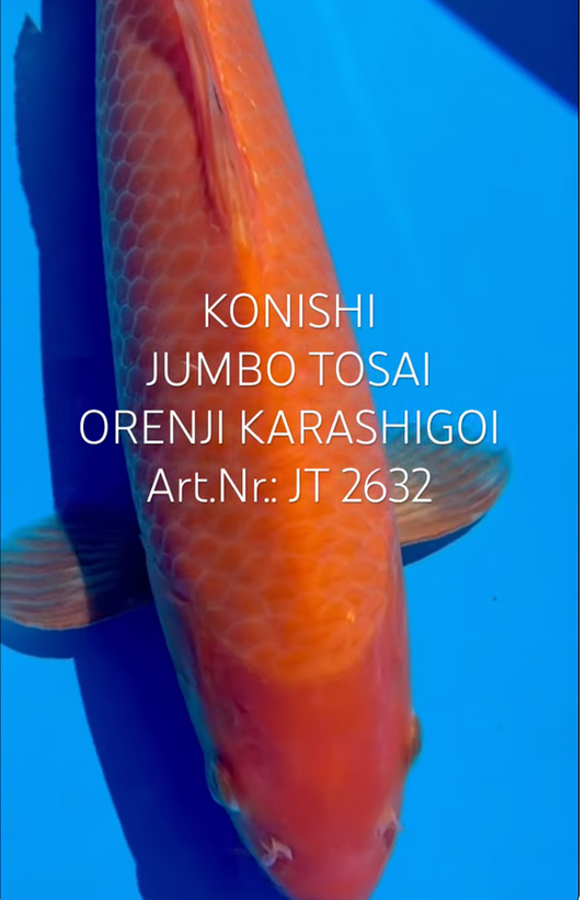 Orenji Karashigoi, F, Tosai, 32cm, Art.Nr. JT2632