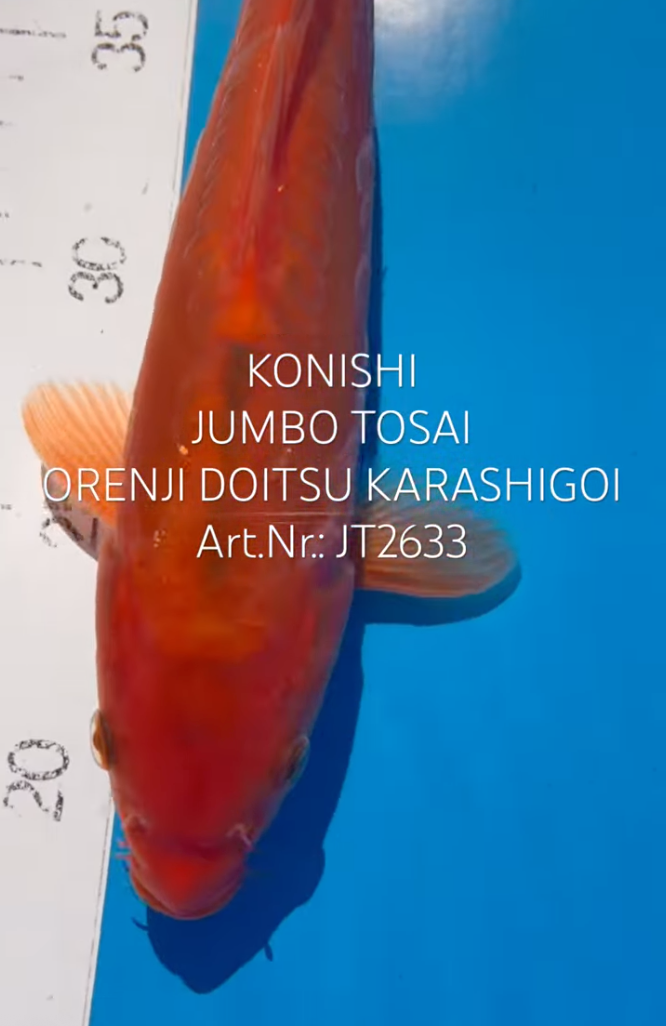 Orenji Doitsu Karashigoi, FM, Tosai, 28cm, Art.Nr. JT2633