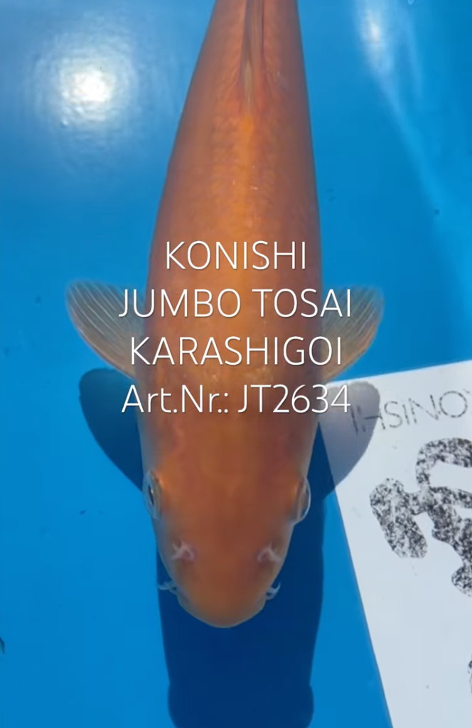 Karashigoi, F, Tosai, 31cm, Art.Nr. JT2634