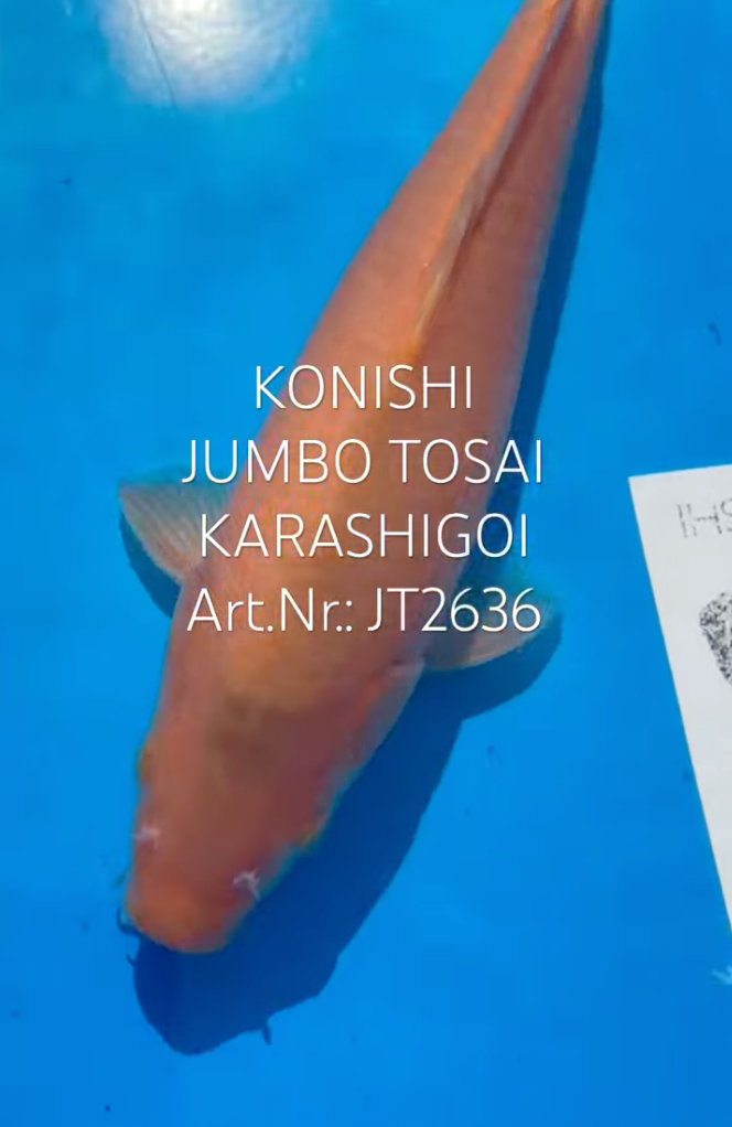Karashigoi, FM, Tosai, 33cm, Art.Nr. JT2636