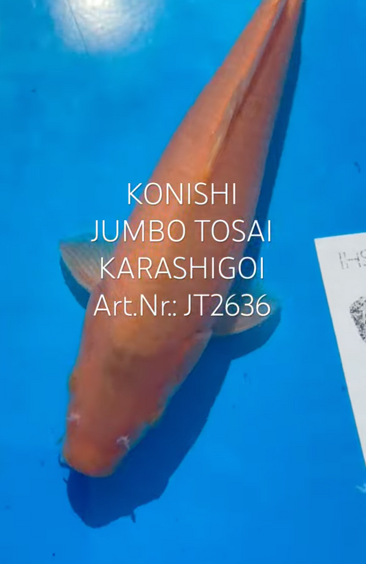 Karashigoi, FM, Tosai, 33cm, Art.Nr. JT2636