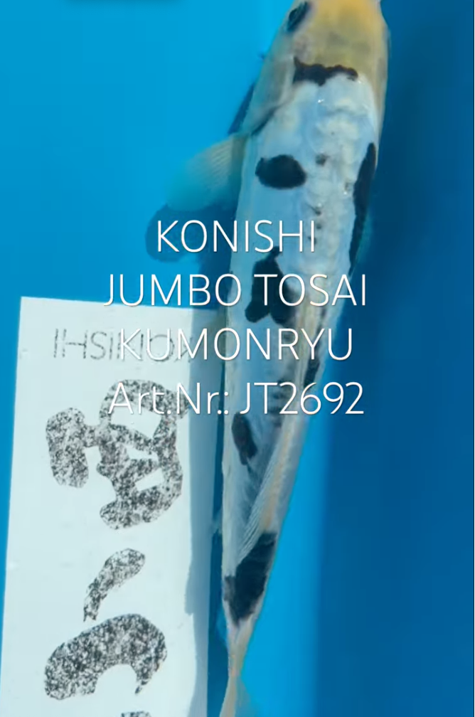 Kumonryu, FM, Tosai, 24cm, Art.Nr. JT2692