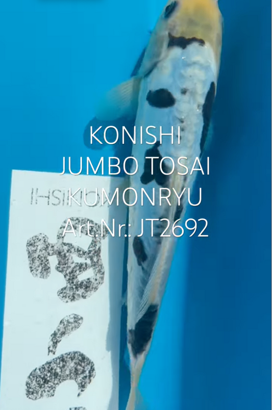 Kumonryu, FM, Tosai, 24cm, Art.Nr. JT2692