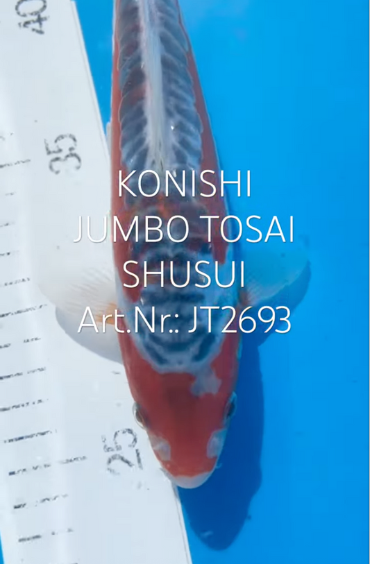Shusui, FM, Tosai, 24cm, Art.Nr. JT2693