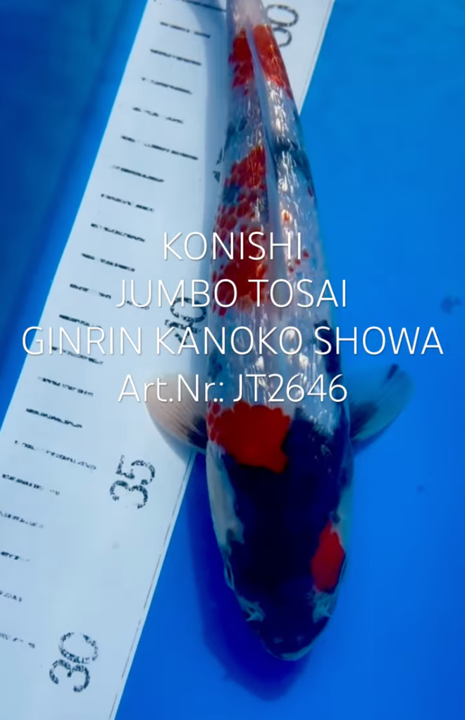 Gin Rin Kanoko Showa, FM, Tosai, 25cm, Art.Nr. JT2646